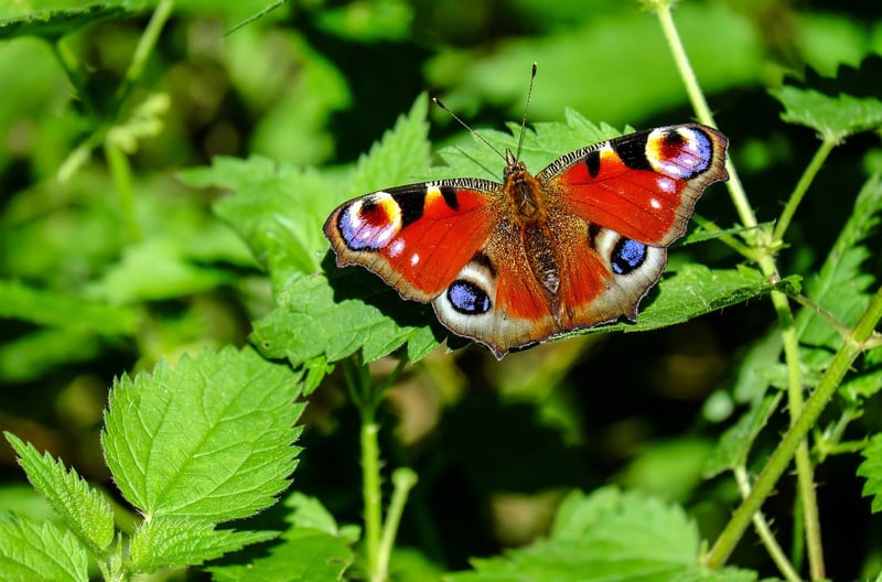 Butterfly Effect Narratives