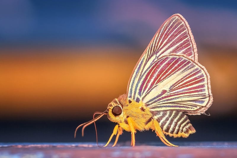Butterfly Effect